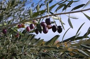 blue olives on a tree branch