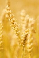 agriculture cereal crop