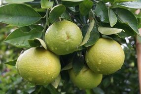 lime fruit citrus