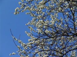 blooming white fruit tree