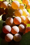 ripe grapes in the rays of light