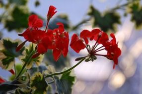 red flower in a natural environment