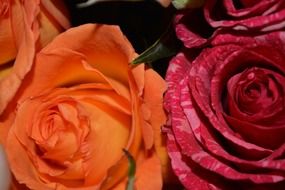 orange pink roses macro photo