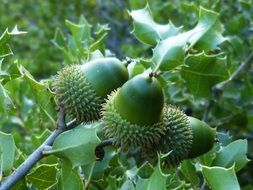 Quercus ilex, evergreen oak branch with acorns