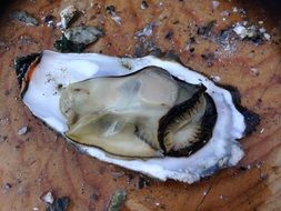 raw oyster on shell