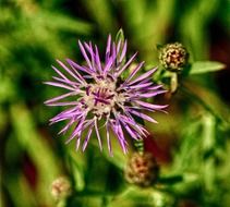 Wild flower with rare violet sharp needles