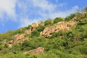 mountains green plants