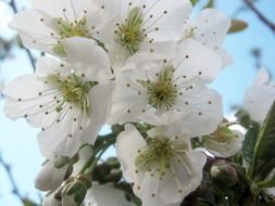 chic cherry blossom