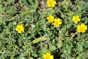 flowers vegetation