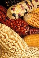 corn modified