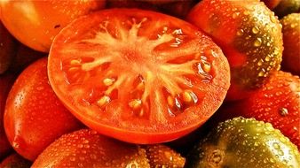fresh tomato fruit