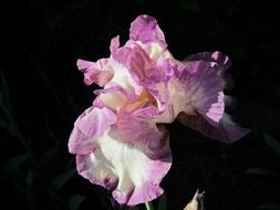 iris plant