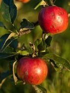 two red garden apples on a branch close-up on blurred background