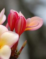Plumeria or flower frangipani