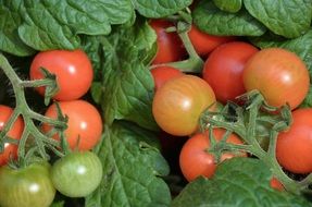 cherry tomatoes vegetables red delicious