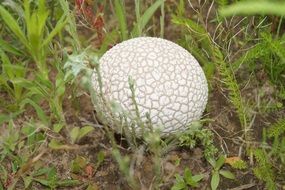 white puffball