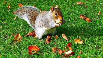 squirrel nibbles nuts