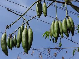 silk cotton on a tree branch