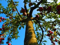 apple tree in the orchard