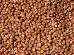 hazelnuts on the market