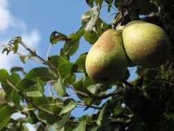 two pears together on the tree