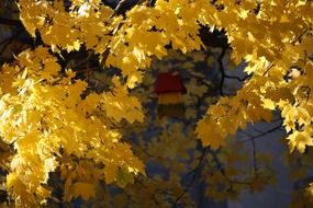 yellow leaves on tree branches in the forest