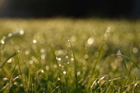 grass waterdrop