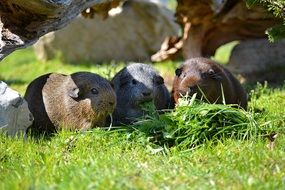 guinea pigs chew grass on a green field