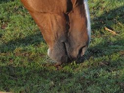 horse on pasture close up