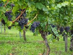 plantation of blue grapes close up