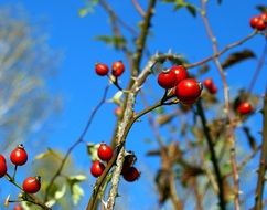 berries of the rosehip on a background of blue sky close-up on blurred background