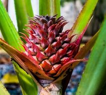 side view of young pineapple