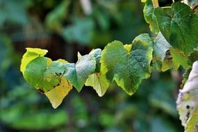 Leaves of the grape plant