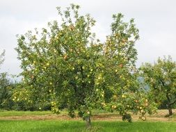 orchard garden of apple trees