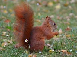 Red squirrel with lush tail in the garden