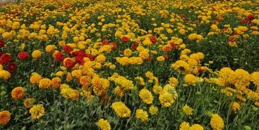 orange and red chrysanthemums outdoor