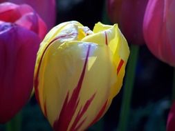 tender yellow tulip