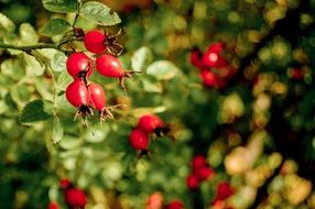 rosehips in a natural environment