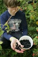 Person collecting tasty mulberries