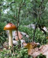 wild Mushroom growing in the forest at autumn