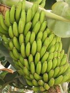 green bananas on a plantation in tenerife