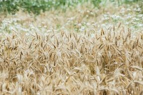 wheat field in late summer