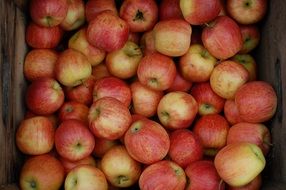 organic red apples