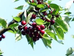 sweet red cherry tree