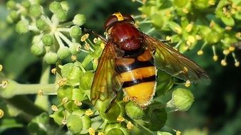 nice hoverfly insect