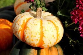 white and orange pumpkin in the sunlight