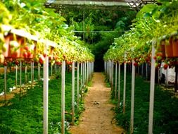 well-groomed strawberry farm