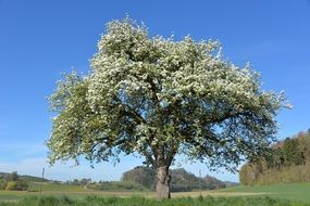 blossom apple tree in field
