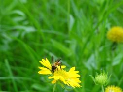 bee on a yellow flower on a green meadow close up