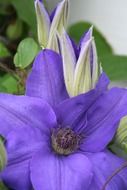 purple clematis flower with green leaves